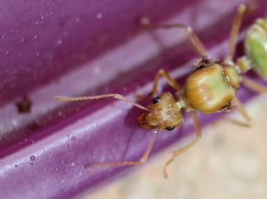Oecophylla smaragdina photo 41