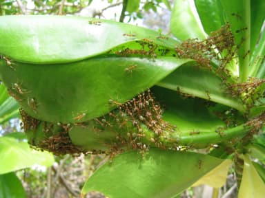 Oecophylla smaragdina photo 66
