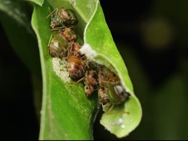 Oecophylla smaragdina photo 69