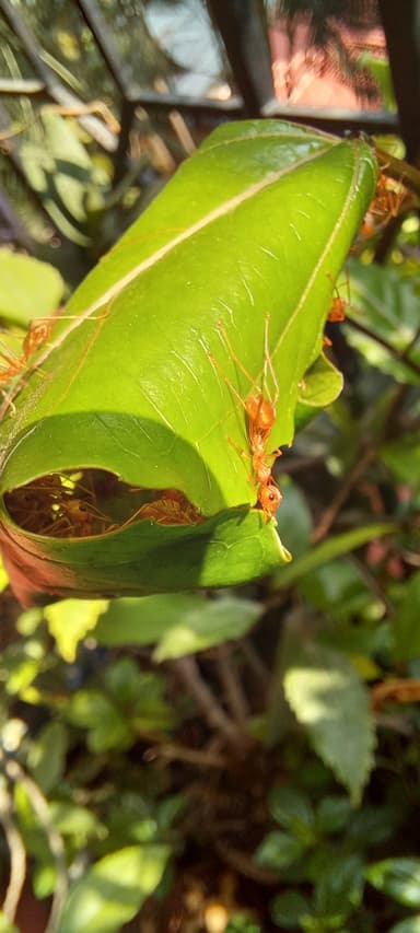 Oecophylla smaragdina — worker photo 73