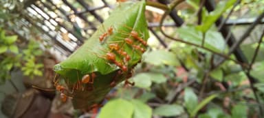 Oecophylla smaragdina — worker photo 74