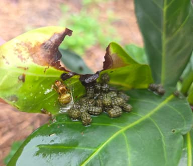 Oecophylla smaragdina photo 77