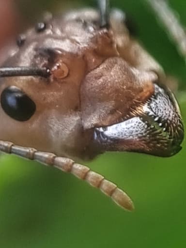 Oecophylla smaragdina — queen photo 79