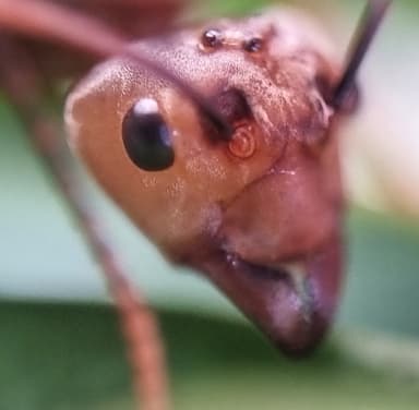 Oecophylla smaragdina — queen photo 81
