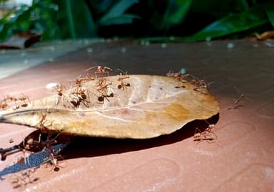 Oecophylla smaragdina photo 108