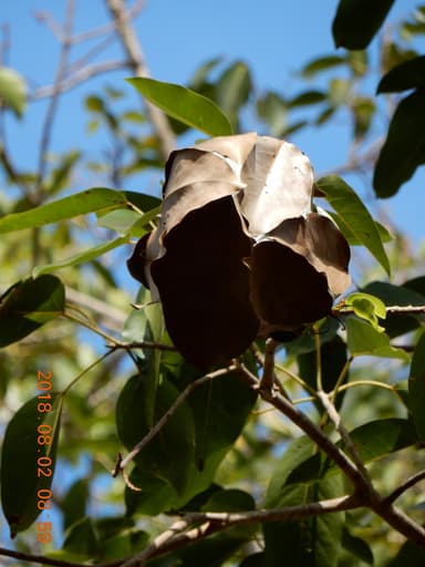Oecophylla smaragdina photo 112