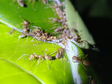 Oecophylla smaragdina photo 113