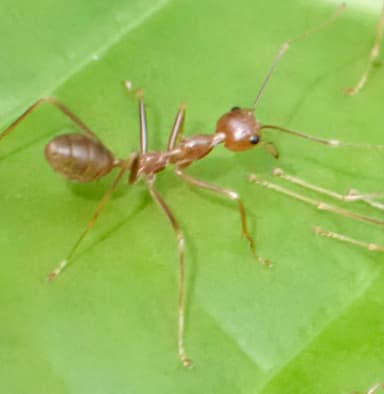 Oecophylla smaragdina photo 119