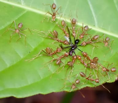 Oecophylla smaragdina photo 120
