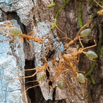 Oecophylla smaragdina photo 123