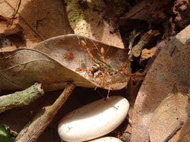 Oecophylla smaragdina photo 124
