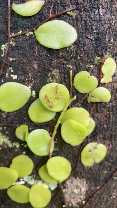 Oecophylla smaragdina photo 130