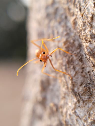 Oecophylla smaragdina photo 136