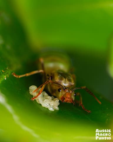 Oecophylla smaragdina photo 139