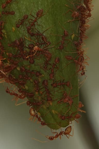Oecophylla smaragdina photo 153