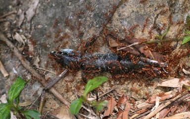 Oecophylla smaragdina photo 156