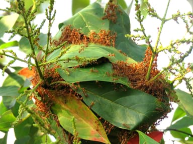 Oecophylla smaragdina photo 157