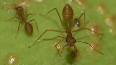 Oecophylla smaragdina photo 159