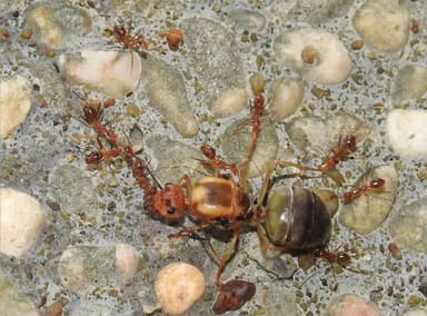 Oecophylla smaragdina photo 160