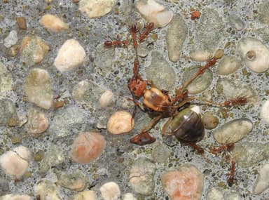 Oecophylla smaragdina photo 162