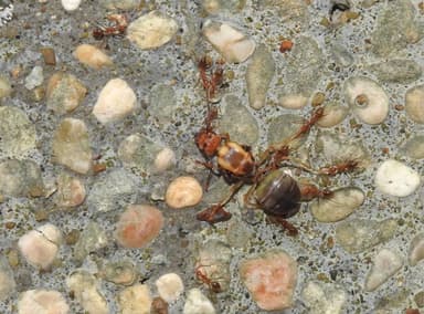 Oecophylla smaragdina photo 163