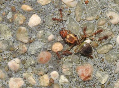 Oecophylla smaragdina photo 164