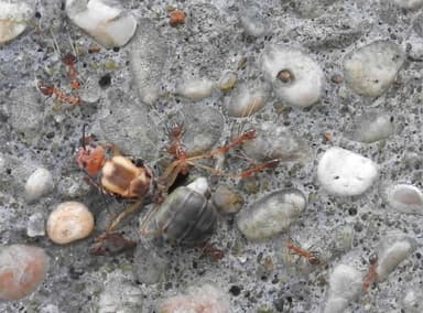 Oecophylla smaragdina photo 165