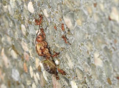 Oecophylla smaragdina photo 167