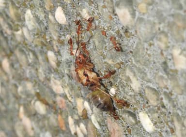 Oecophylla smaragdina photo 168