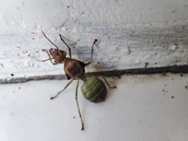Oecophylla smaragdina photo 170