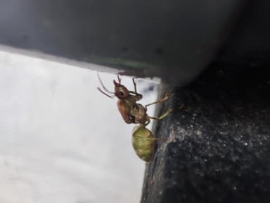 Oecophylla smaragdina photo 171