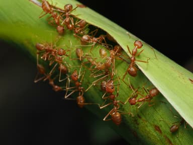 Oecophylla smaragdina photo 172
