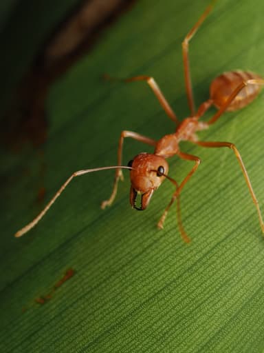 Oecophylla smaragdina photo 174