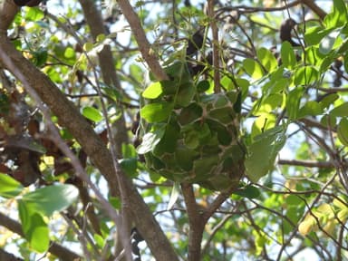 Oecophylla smaragdina — colony photo 179