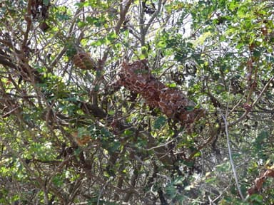Oecophylla smaragdina — colony photo 180