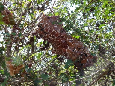 Oecophylla smaragdina — colony photo 181