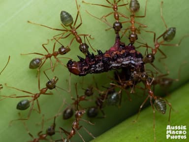 Oecophylla smaragdina photo 182