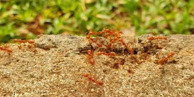 Oecophylla smaragdina photo 188