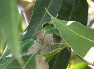 Oecophylla smaragdina photo 189