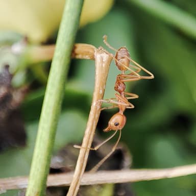 Oecophylla smaragdina photo 195