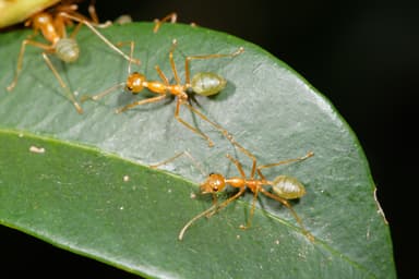 Oecophylla smaragdina — colony photo 200
