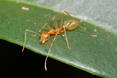 Oecophylla smaragdina — colony photo 201