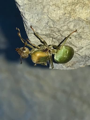 Oecophylla smaragdina photo 206