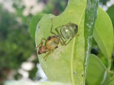 Oecophylla smaragdina photo 209