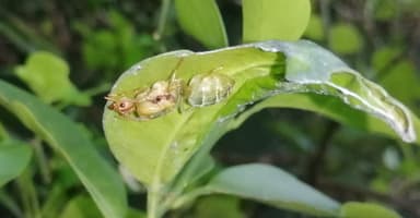 Oecophylla smaragdina photo 210