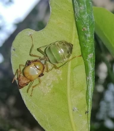 Oecophylla smaragdina photo 211