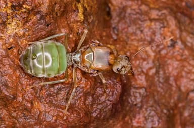 Oecophylla smaragdina — queen photo 228
