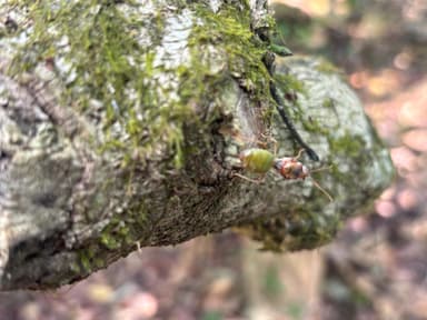Oecophylla smaragdina — queen photo 231