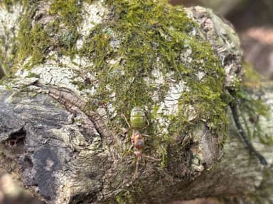Oecophylla smaragdina — queen photo 232