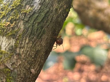 Oecophylla smaragdina — queen photo 233